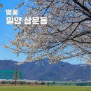 수변공원(2)아래수변공원 | 밀양 벚꽃 명소 삼문동 수변공원 2026년