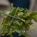 여울미나리
