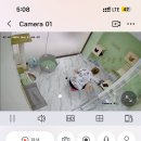 고양이 생활 호텔 | 우즈베키스탄 타슈켄트 고양이호텔 CATHOUSE 후기