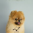 한강펫살롱 이미지