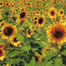 마전초(마전리) 이미지