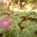 행복한순대 이미지