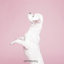 두리틀동물병원 이미지