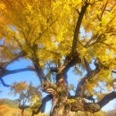 CU세종 장군행복점 | 세종 대전근교 가을 가볼만한곳 은행나무 명소 세종리은행나무역사공원