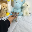 러블리캣독 의정부고양이분양 강아지분양 | 의정부고양이샵 종류 많은 러블리캣독 의정부고양이