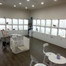 땡자애견 네이버블로그