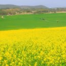 성주 별고을길 1코스 | 2026년 5월 축제 참외·수박·녹차·공룡까지, 5월 놓치면 후회할 봄 축제 5