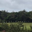 스프링데일CC | 제주 골프] 울창한 편백나무 숲속 힐링 라운딩, 제주 스프링데일 CC