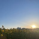 있잖아, 해바라기의 꽃말은🌻 이미지