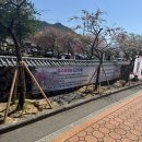 이쁜포리 | [D+238]포리와 꽃놀이 5탄- 고령 도진마을,삼색 능수도화(쏠메동생님과 송해공원 카페 조우)