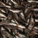 못난이찜 이미지