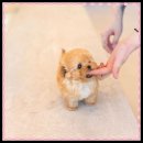 강아지에 빠지다 이미지