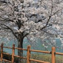 CU보문좋은점 | 경주 보문단지 벚꽃 명소 엘로우 카페 후기 실시간 개화현황