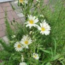 연촌초교 이미지