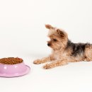 라이코 바이탈 코리아 이미지