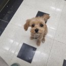 커들리독 이미지