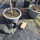 [블루베리심기] 블루베리 갑바백 분갈이 이미지