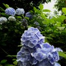 카멜리아힐 이미지