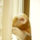 고양이세수 Daum카페