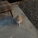스테이외송