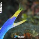 해룡 - 1300 | 해룡