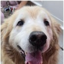 사랑할~개 이미지