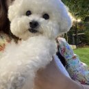 아틀리독 이미지