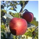 박가네농장 이미지