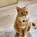 착한 고양이 이미지