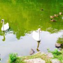 장미의거리7 이미지