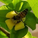 똥강아지이발소 이미지