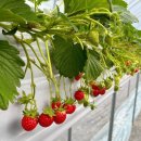 무수농장 이미지