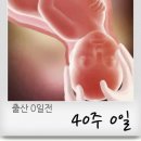 비보루즈 이미지