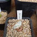 2019 '다육식물대전'에서 구매한 다육이 - 도로시, 백성, 단애의여왕, 에리오스퍼뭄 파라독섬 (Eriospermum paradoxu 이미지