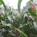 대학찰옥수수 이미지