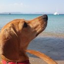 스마트독까페 이미지