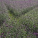 시흥시청 이미지