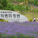 라벤다 이미지