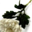 곡성-025 이미지