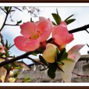 (2012년 04월 15일) 홍제동/ 경포대 벚꽃 길따라서 이미지