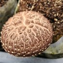 김미자농장 이미지