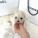 드림독 강아지분양 안심분양센터 잠실점 이미지