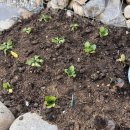 돌담 민박 이미지