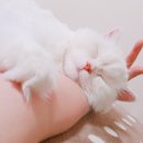 까롱헤어