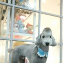 디디애견미용 이미지