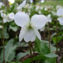 은행공원 이미지