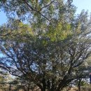 비자림의 아침 이미지