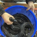 시장건강원 | 부산건강원 부전시장 장어즙 양산민물 방문 후기