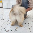 올라펫살롱 이미지