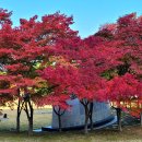 20241113 송학의 동네한바퀴 ... 조선대학교 캠퍼스 이미지